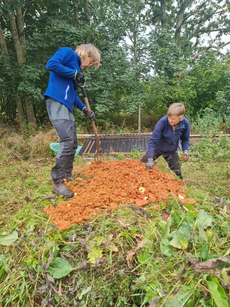 Varmkomposten skapas genom att varva lager av "brunt" kolrikt material och "grönt" kväverikt material. På bilden ser vi resterna från äppelmustning som också läggs in i varmkomposten. 